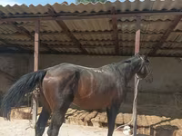 Horse (M), Karachay horse — photo 2