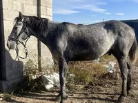 Hengst, Orlov Trotter — Foto 5