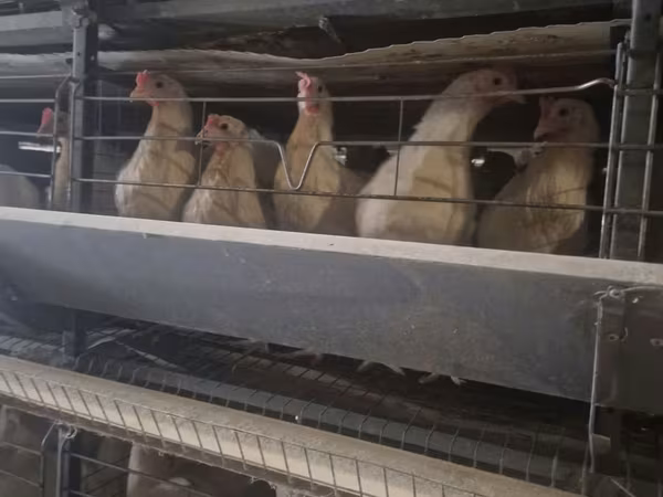 Chickens