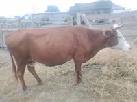 Cow, Kazakh White-headed cow — photo 2
