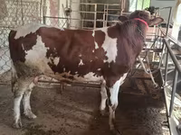 Bull, Ukrainian Red Pied Dairy cattle — photo 3