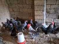 Chickens — foto 2