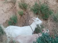 عنزة, Saanen goat — الصورة 2