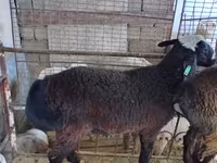 Carnero, Blackheaded Persian sheep — foto 3