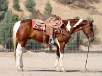 Caballo, American paint horse — foto 6