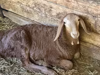 Oveja, Afghan Arabi sheep — foto 4
