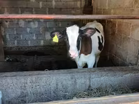 ثور, Swiss cattle — الصورة 7