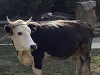Kuh, Russian Black pied cattle — Foto 1