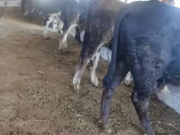 公牛, Cattle — 照片 7