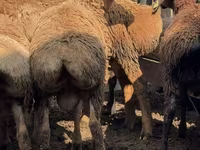 Carnero, Arashan sheep — foto 5