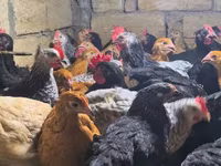 Chickens — photo 3