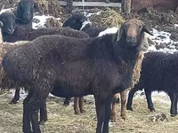Widder, Hissar sheep — Foto 2