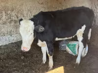 Kuh, Latvian Blue cattle — Foto 1