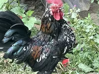Japanisches Bantam — Foto 4