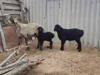 نعجة, Arashan sheep — الصورة 6