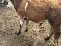 ثور, Simmental cattle — الصورة 4
