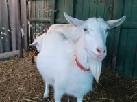 ماعز (دفعة، الجنس غير محدد), Saanen goat — الصورة 7