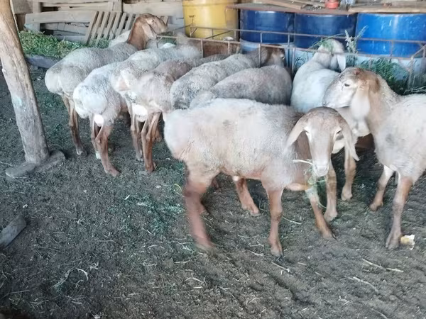 Ram, Rhon sheep