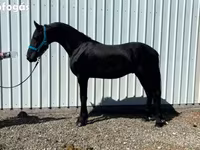 حصان, Friesian — الصورة 6