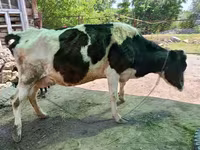 Vaca, Raza Holstein — foto 3