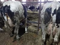 Vaca, Raza Holstein — foto 8