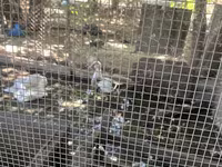Ducks — Foto 7