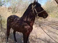 Hengst, Karabair horse — Foto 3