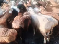Carnero, Kazakh fat-tailed coarsewool sheep — foto 2