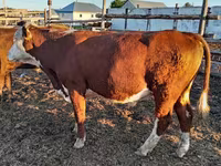 Toro, Vaca kazaja de cabeza blanca — foto 3