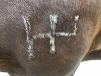 Caballo, Percheron — foto 4