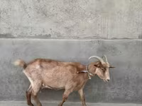 बकरी, Alpine goat — फ़ोटो 2