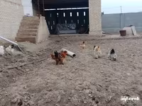 Брама (порода кур) — фото 3