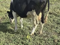 Cow, Russian Black pied cattle — photo 5