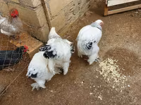 婆罗门鸡 — 照片 3