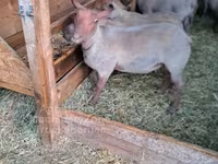 公羊, Rouge de l’Ouest sheep — 照片 2