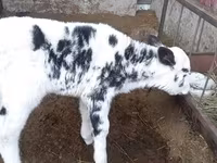 Kuh, Holstein-Rasse — Foto 1