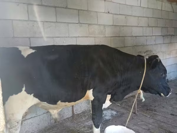 Toro, Raza Holstein
