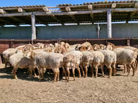 Oveja, Ovejas — foto 2