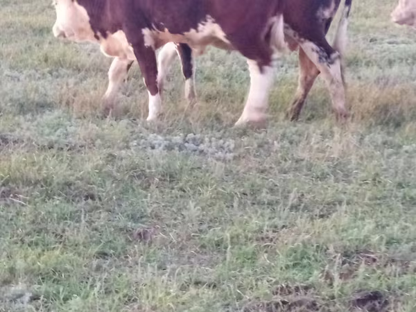 Bull, Kazakh White-headed cow