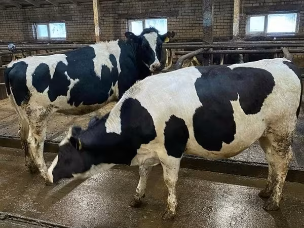 母牛, Holstein breed