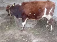 Toro, Swiss cattle — foto 1