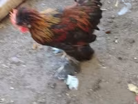 Chickens — फ़ोटो 3