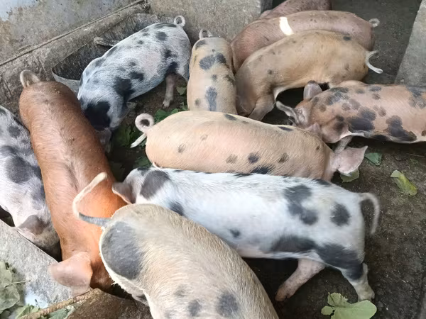 خنزير ذكر, الخنازير