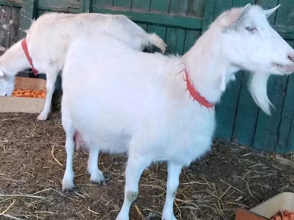 Cabra, Pomellata goat