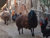 Schaf, Karabakh sheep — Foto 2