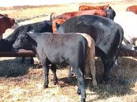 Бык, Аулиекольская порода — фото 1