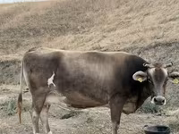 母牛, Cattle — 照片 3