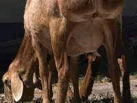 Oveja, Afghan Arabi sheep — foto 2
