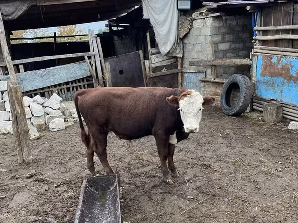Bull, Hereford