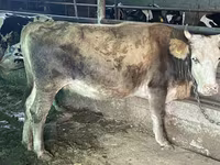 Bulle, Latvian Blue cattle — Foto 6